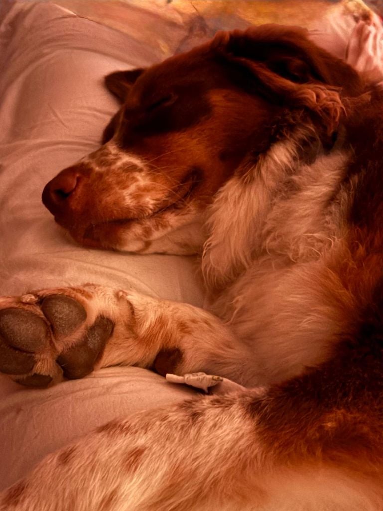 Vodka De La Bélaurendière