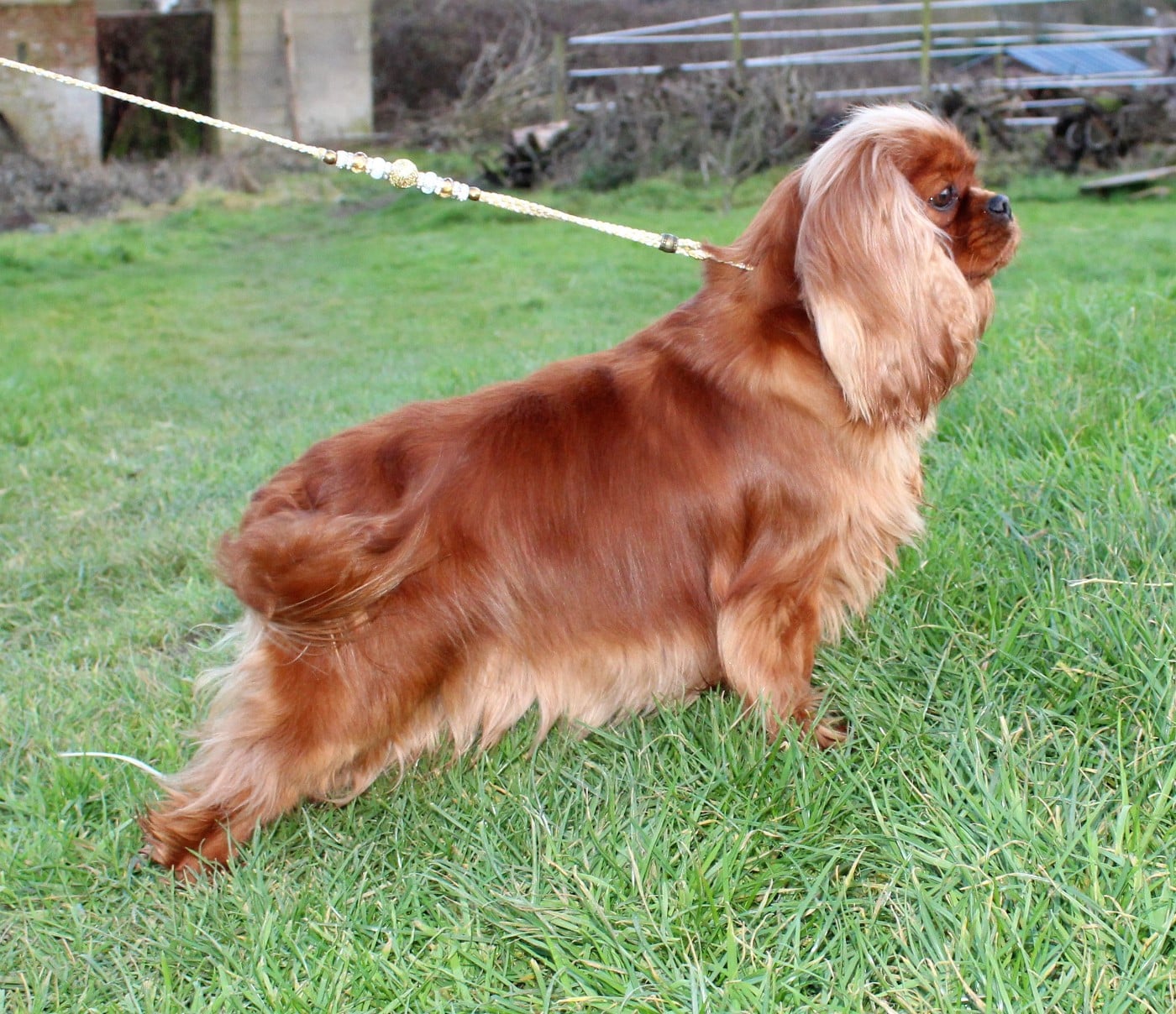 Tzigane Des Perles De L'estran