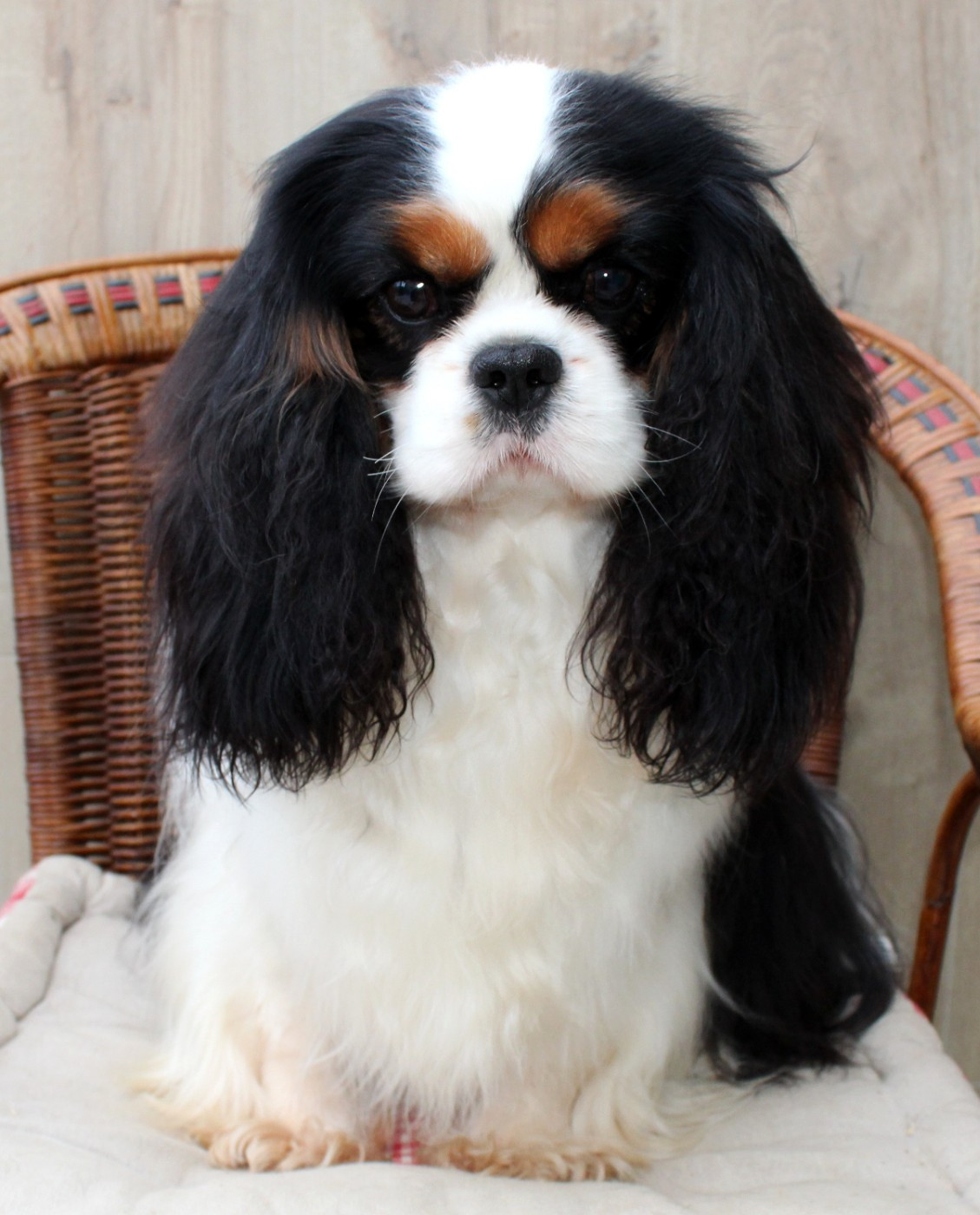 CH. Utopie (Sans Affixe)