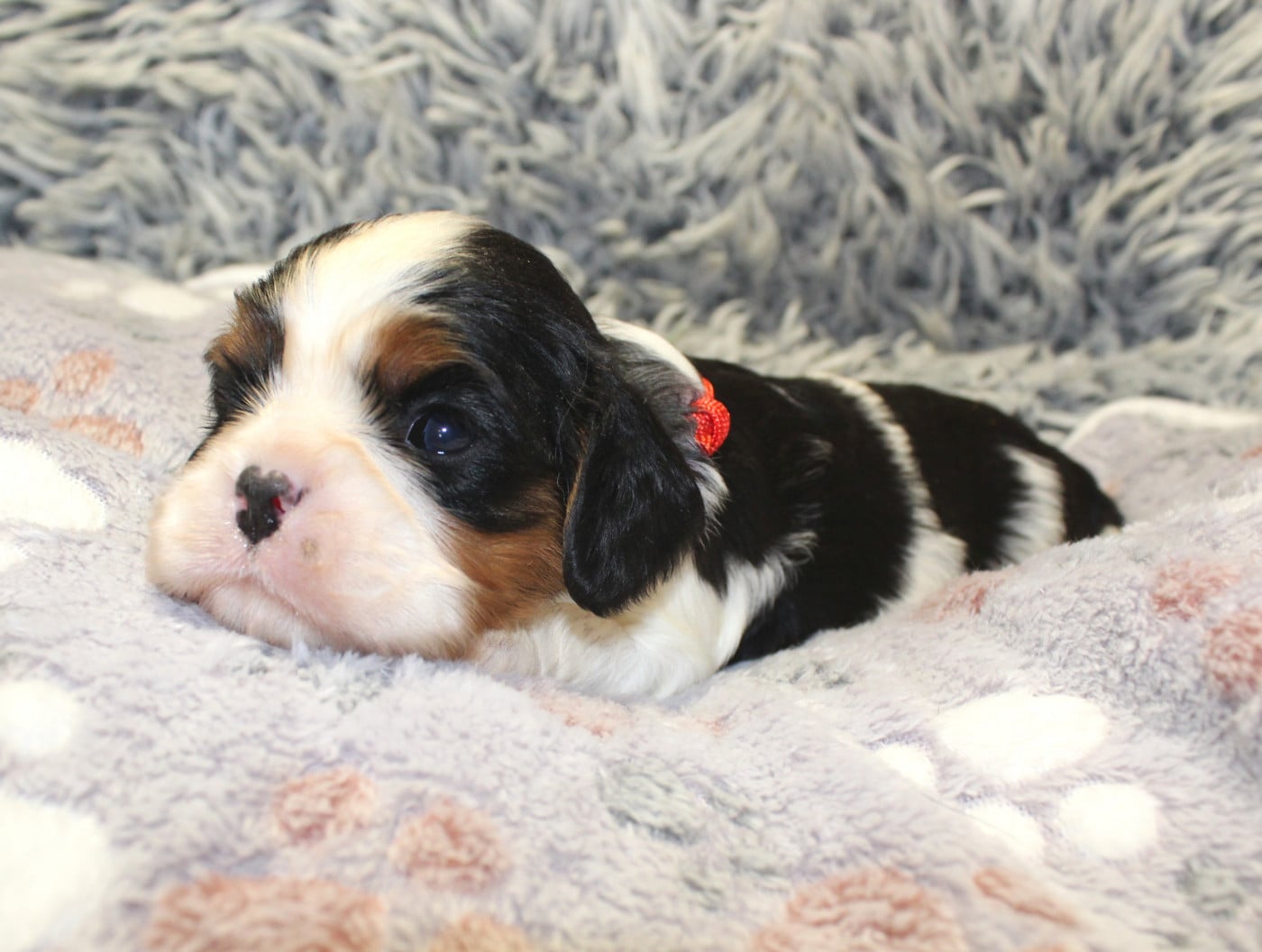 Chiot N°2 - Cavalier King Charles Spaniel