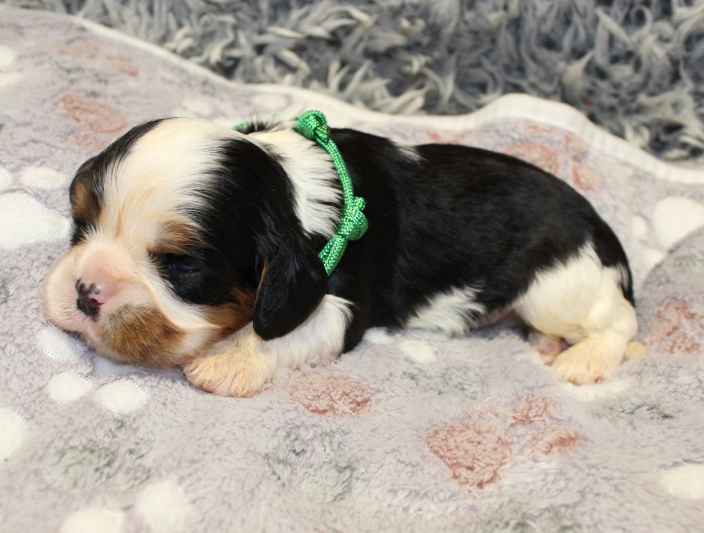 Chiot N°4 - Cavalier King Charles Spaniel