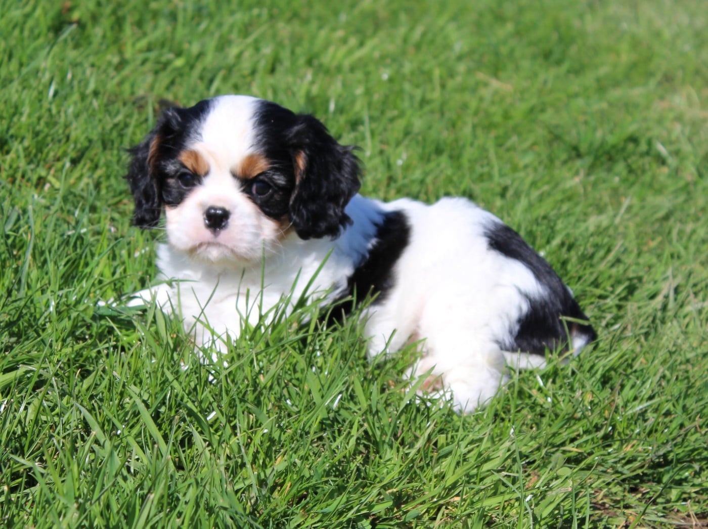 Chiot N°4 - Cavalier King Charles Spaniel