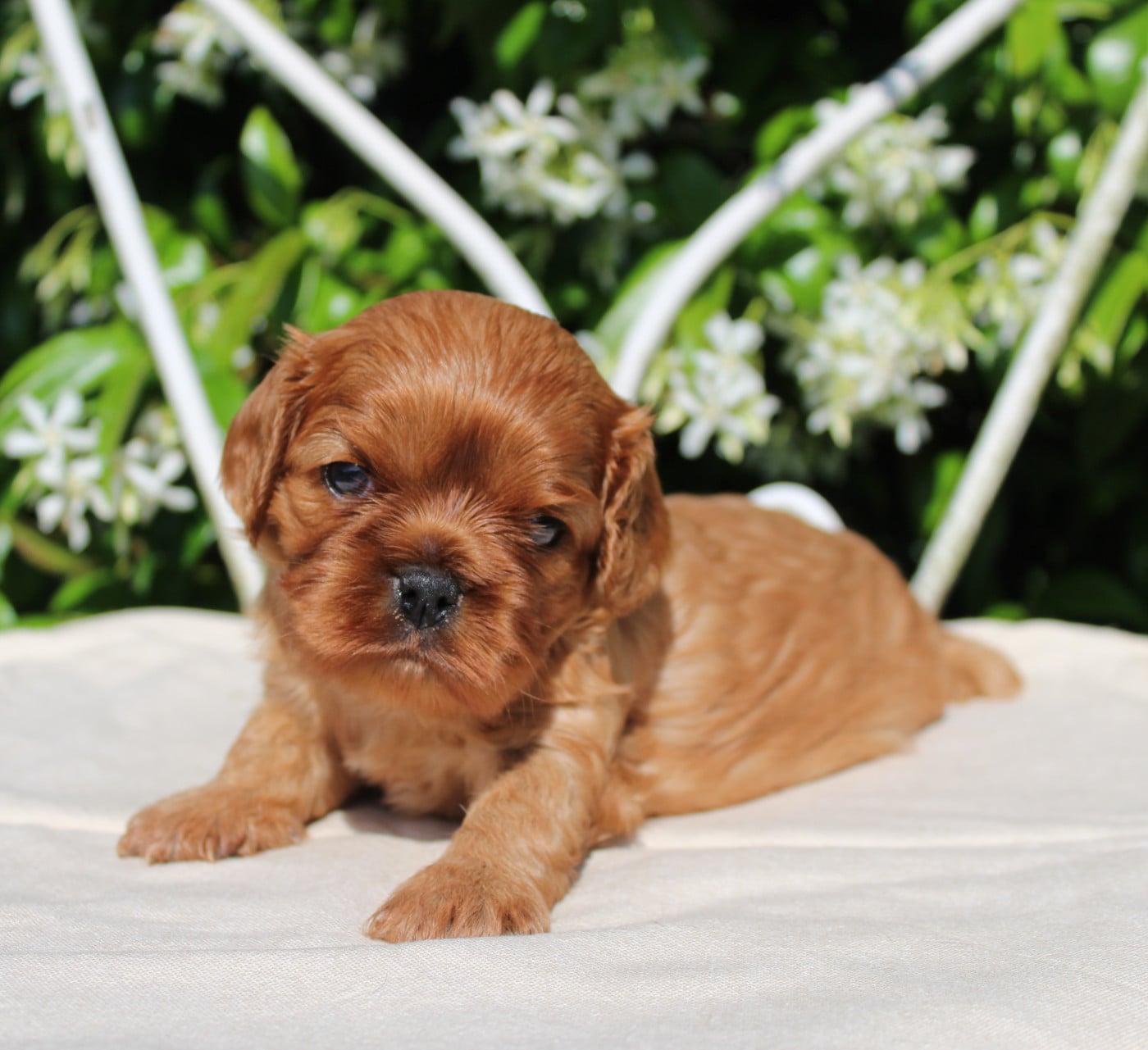 Chiot N°3 - Cavalier King Charles Spaniel