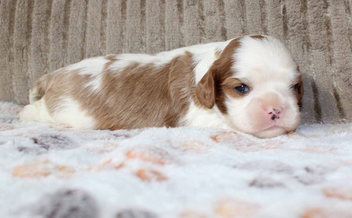 Chiot N°3 - Cavalier King Charles Spaniel
