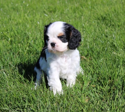 Les chiots de Cavalier King Charles Spaniel