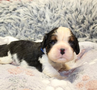 Les chiots de Cavalier King Charles Spaniel