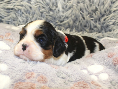 Les chiots de Cavalier King Charles Spaniel