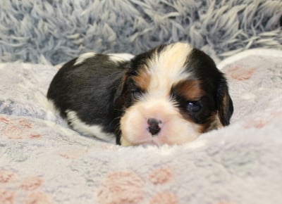 Les chiots de Cavalier King Charles Spaniel