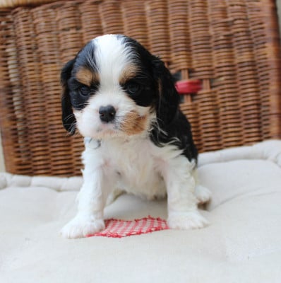 Les chiots de Cavalier King Charles Spaniel