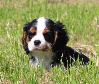 Les chiots de Cavalier King Charles Spaniel