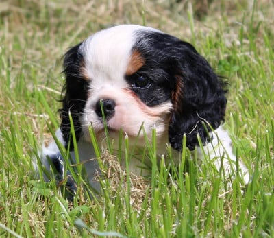 Cavalier King Charles Spaniel
