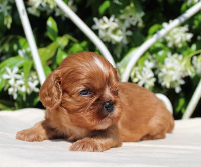 Les chiots de Cavalier King Charles Spaniel