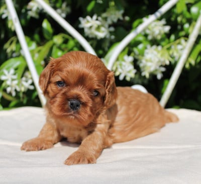Les chiots de Cavalier King Charles Spaniel