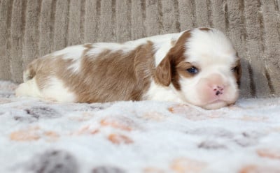 Cavalier King Charles Spaniel