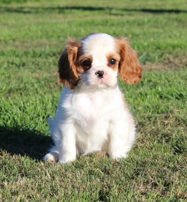 Chiot N°4 - Cavalier King Charles Spaniel
