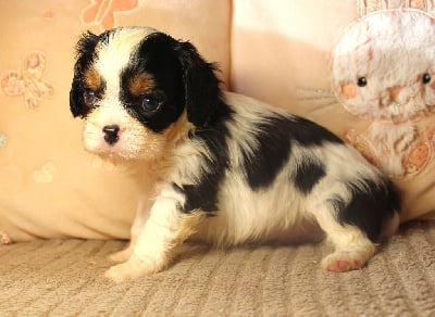 Les chiots de Cavalier King Charles Spaniel