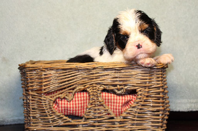 Les chiots de Cavalier King Charles Spaniel