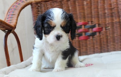 Les chiots de Cavalier King Charles Spaniel