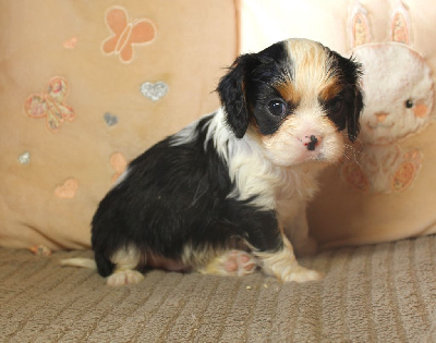 Les chiots de Cavalier King Charles Spaniel