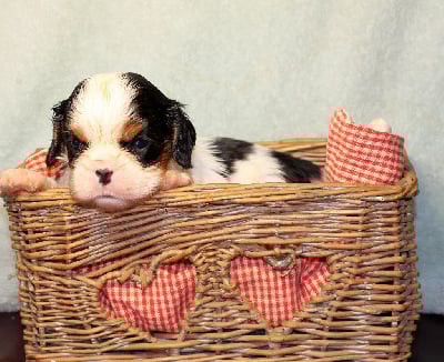 Les chiots de Cavalier King Charles Spaniel