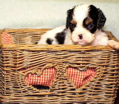 Cavalier King Charles Spaniel