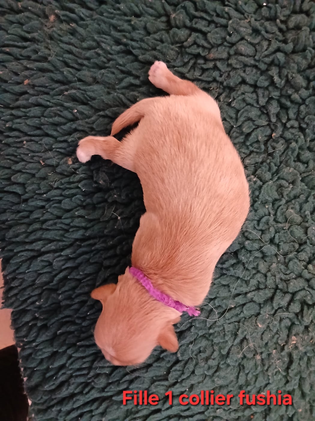 CHIOT 1