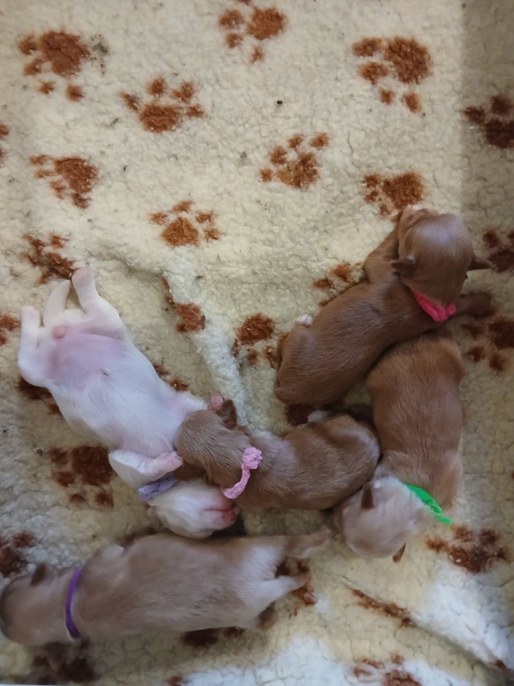 CHIOT 1