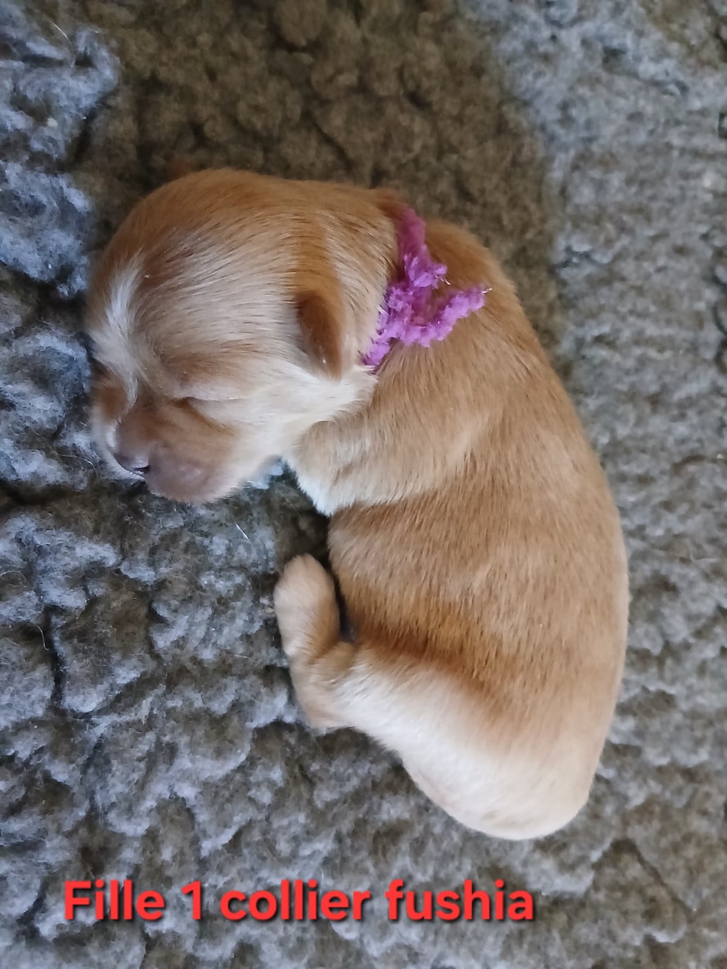 CHIOT 1