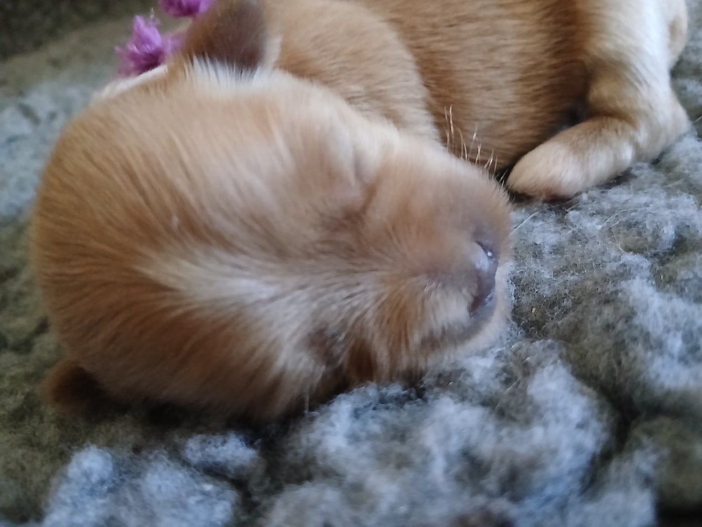 CHIOT 1
