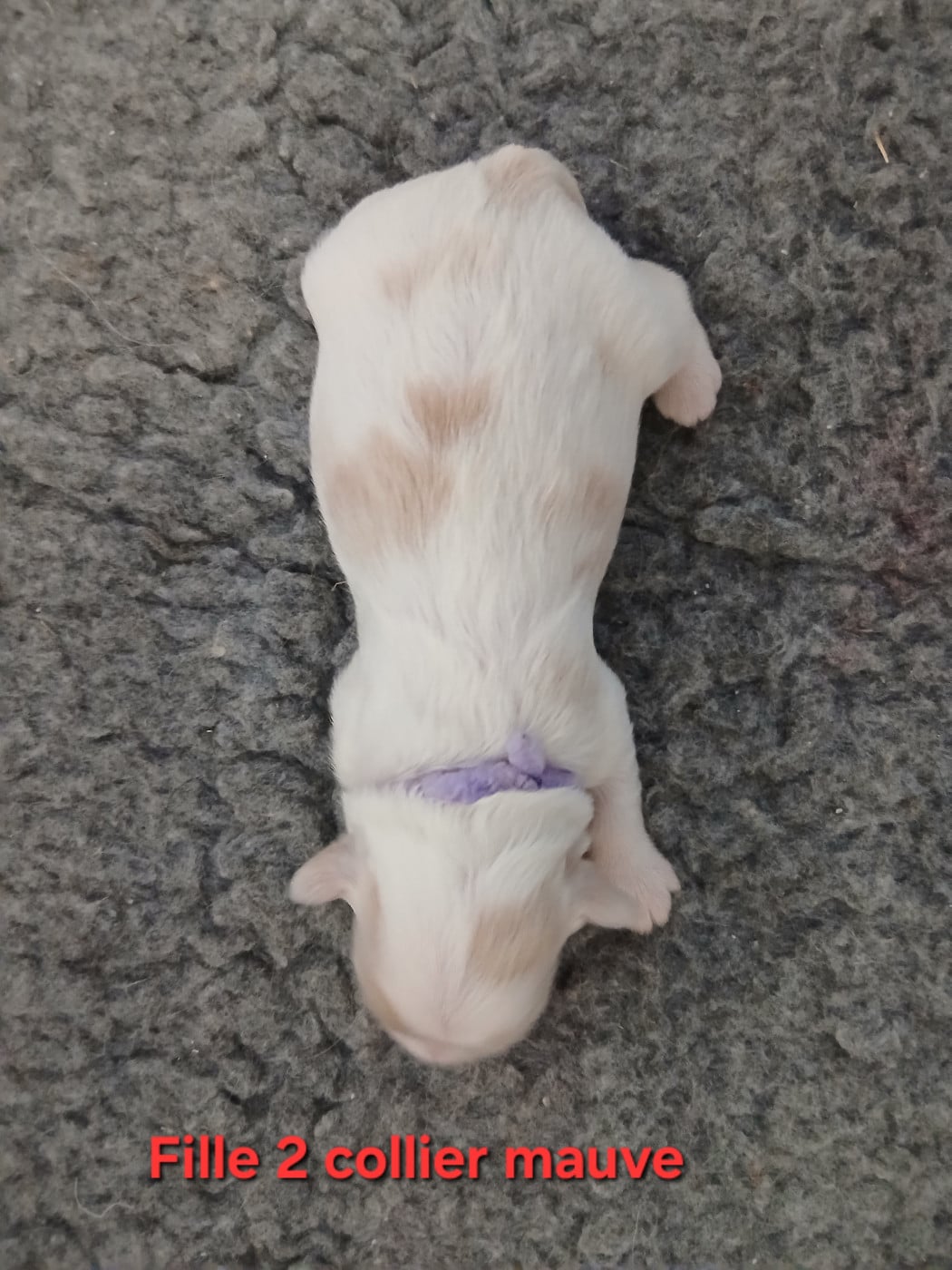 CHIOT 2