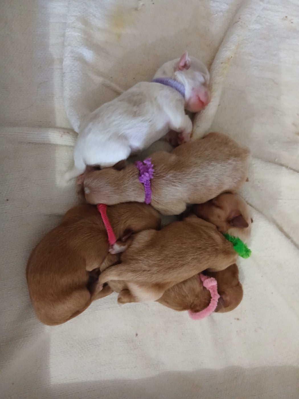 CHIOT 2