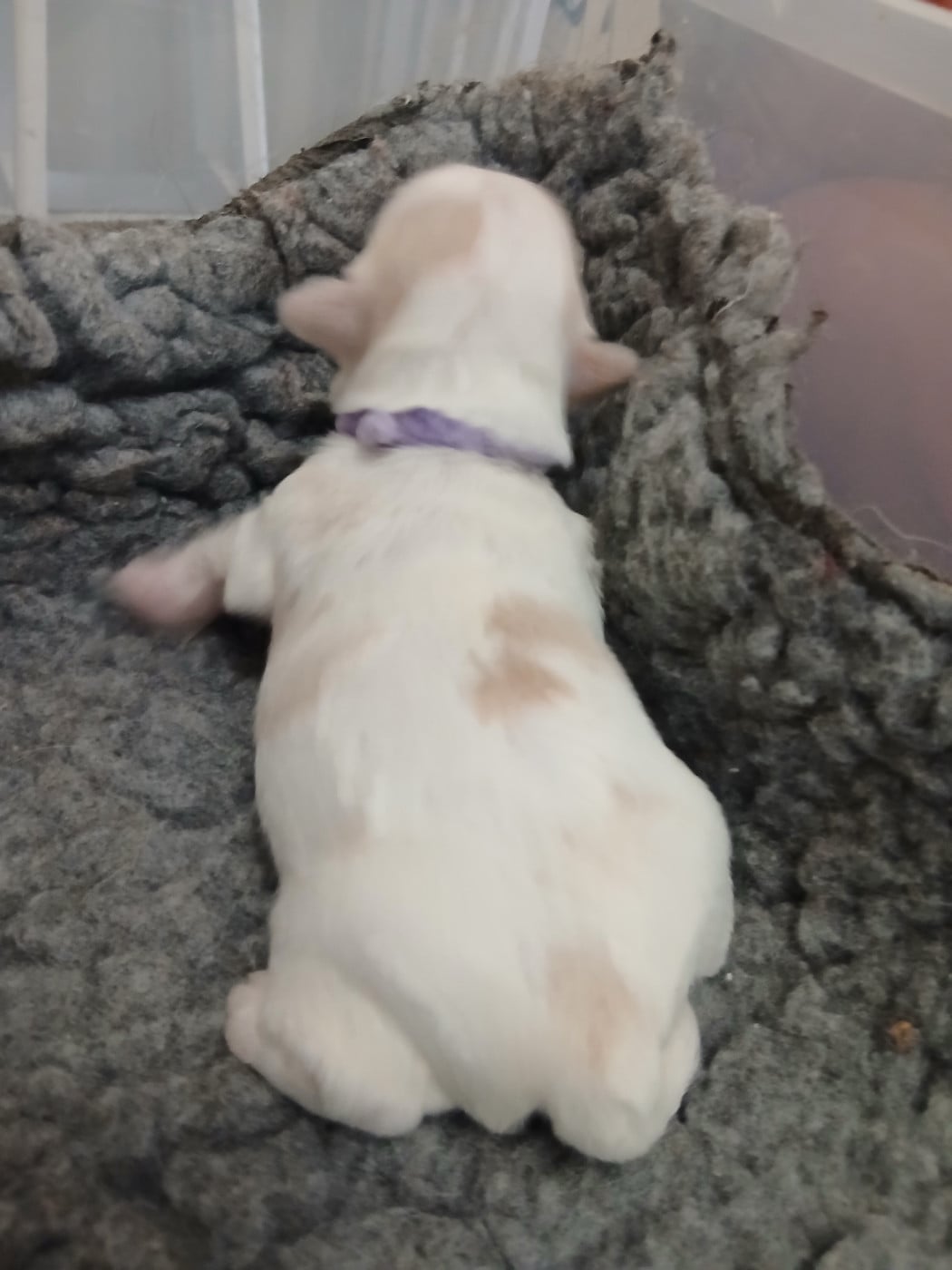 CHIOT 2