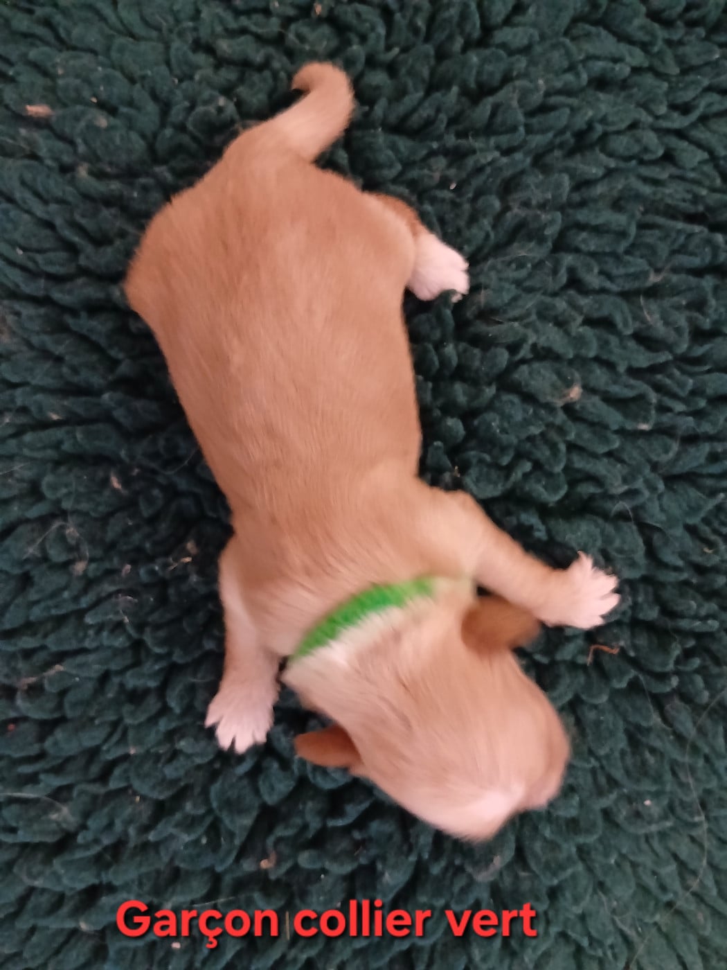CHIOT 3
