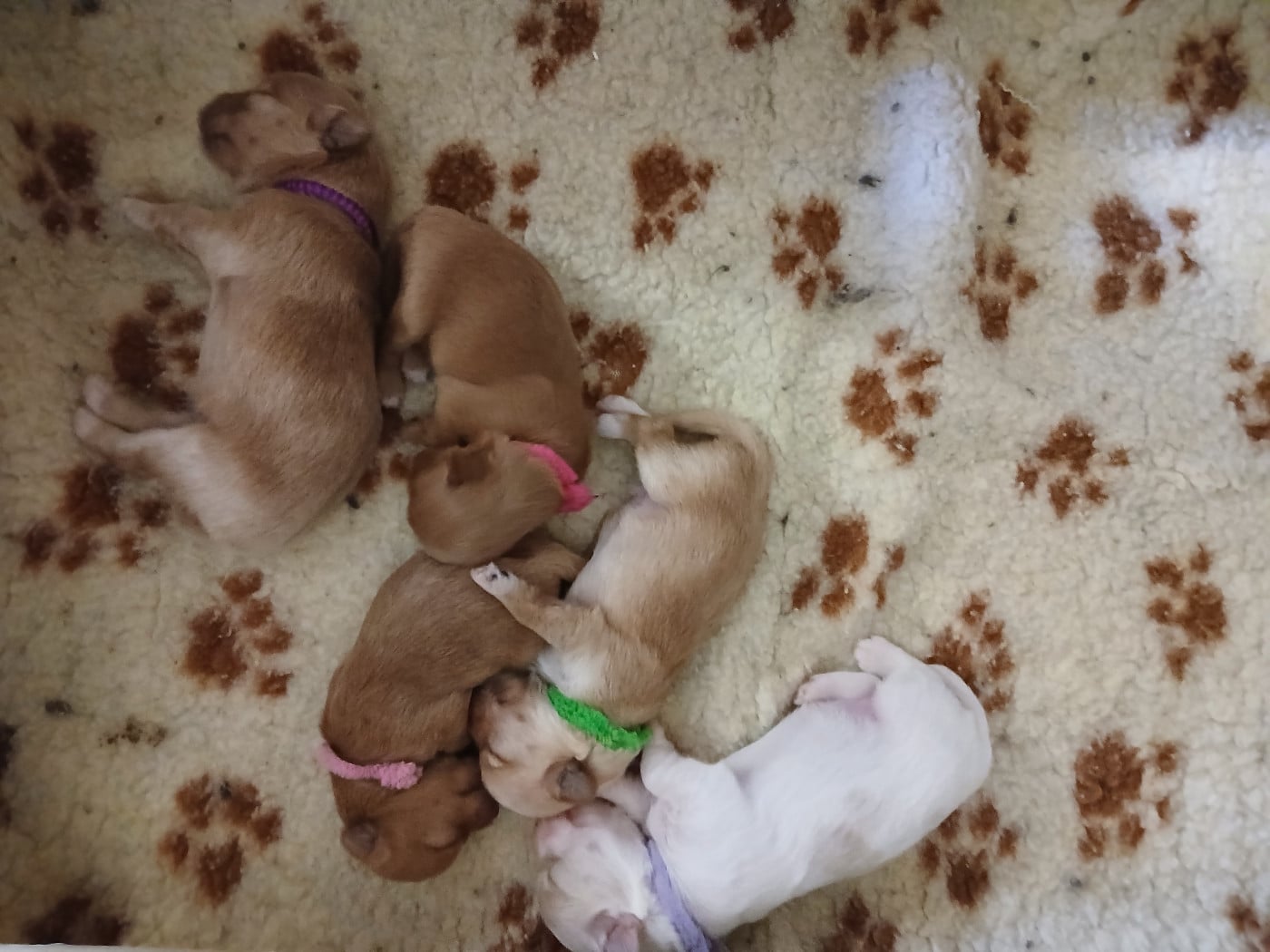 CHIOT 3