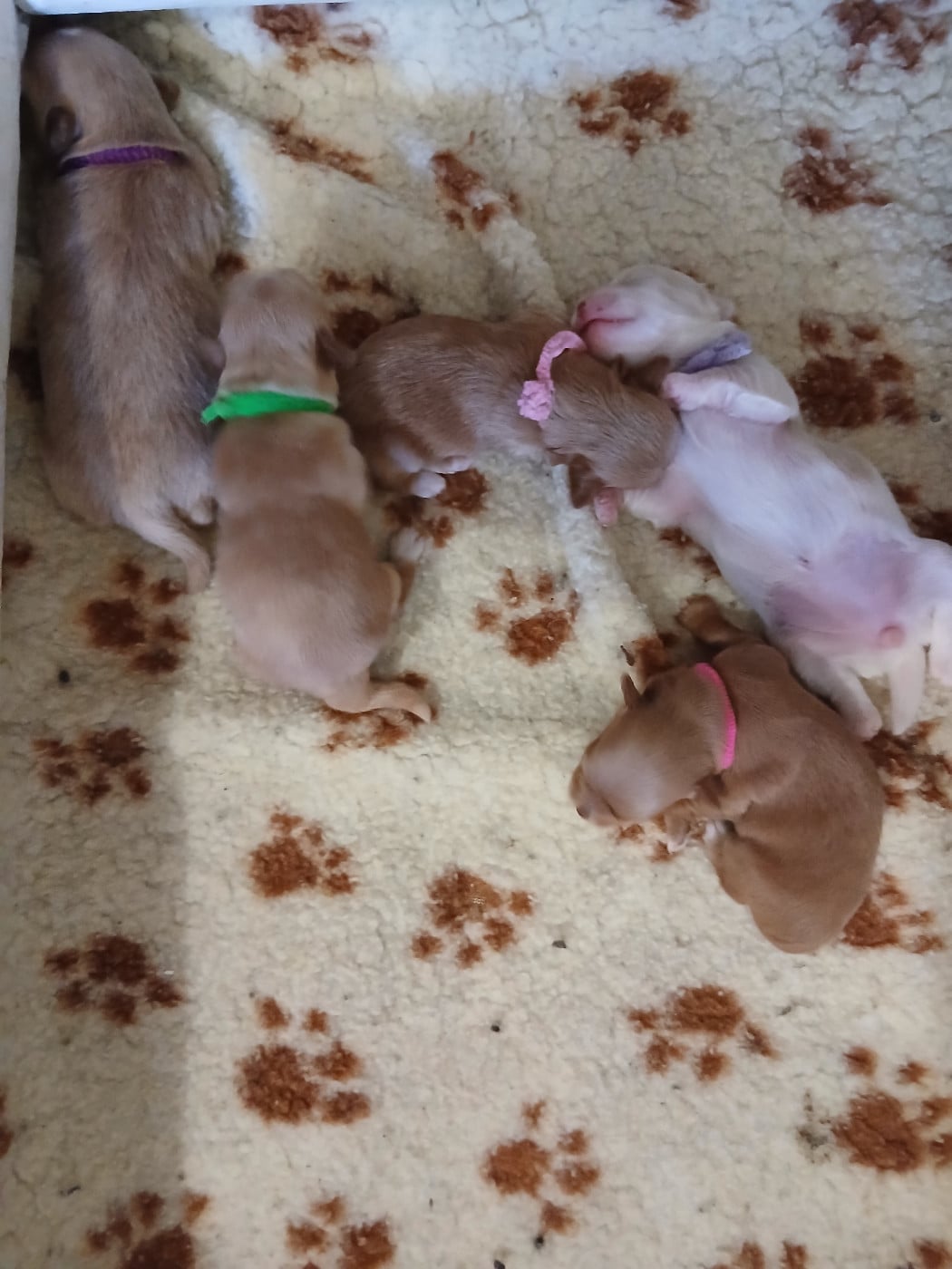 CHIOT 3
