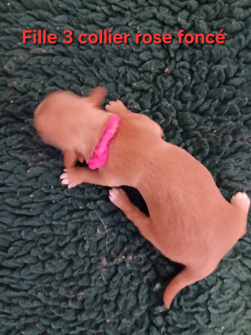 CHIOT 4