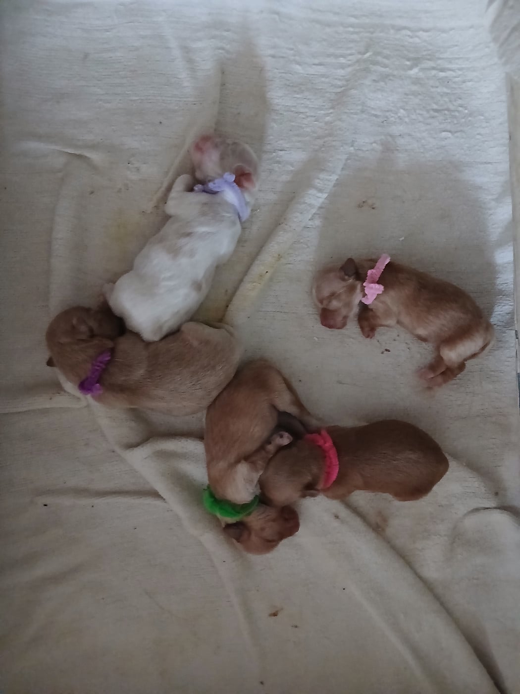 CHIOT 4