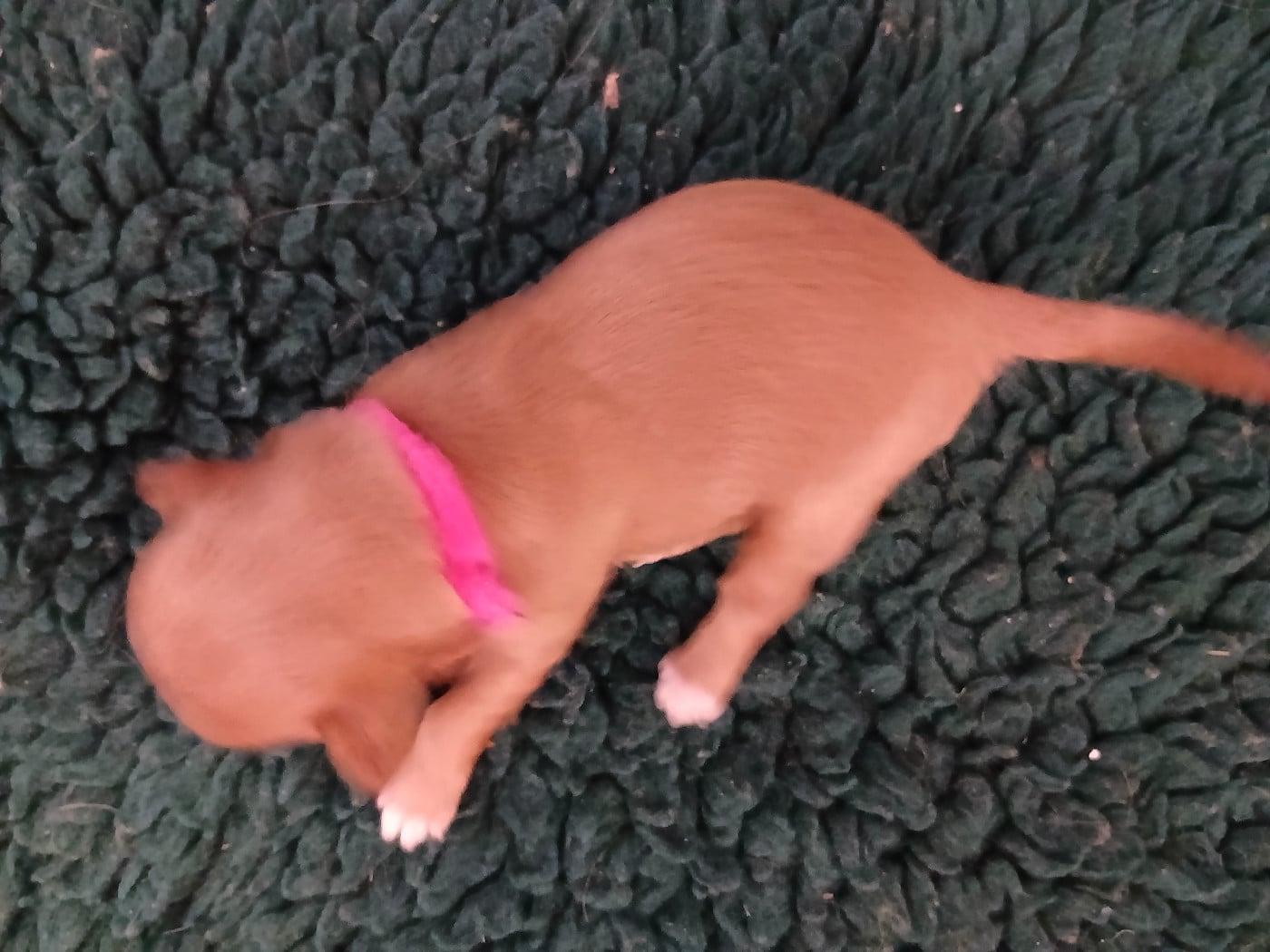 CHIOT 4