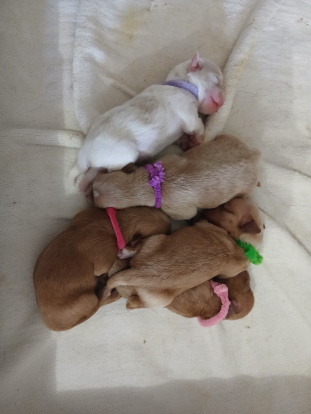 CHIOT 4