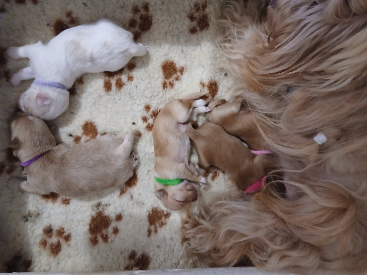 CHIOT 2