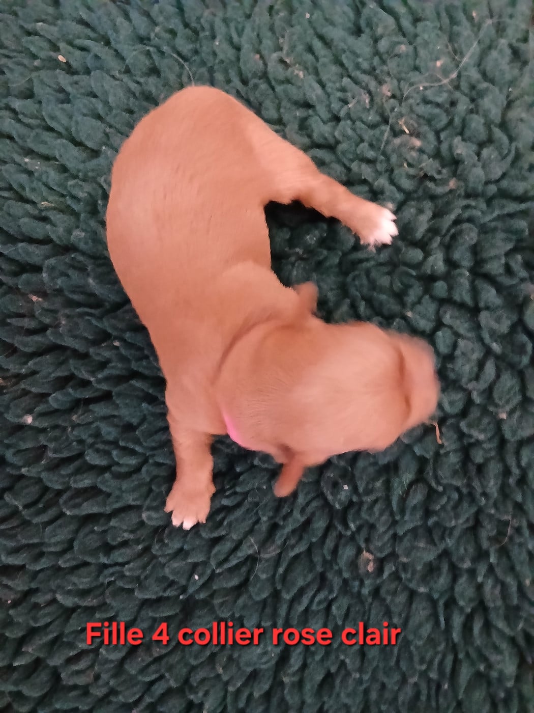 CHIOT 5