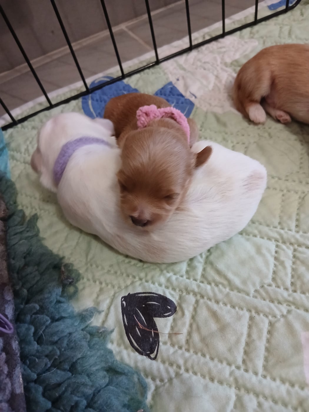 CHIOT 5