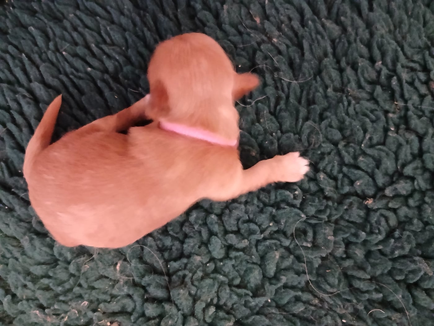 CHIOT 5