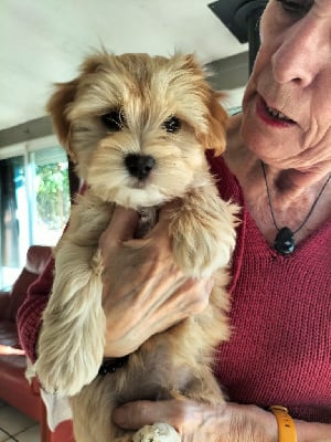 Les chiots de Bichon Havanais