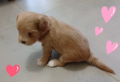 Bichon Havanais