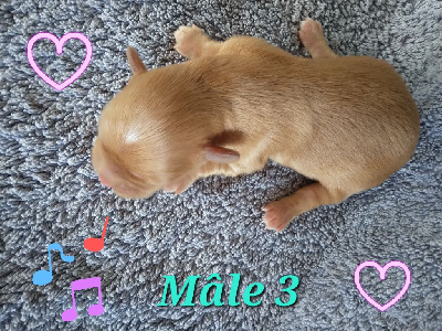 Les chiots de Bichon Havanais