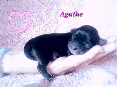 Les chiots de Bichon Havanais