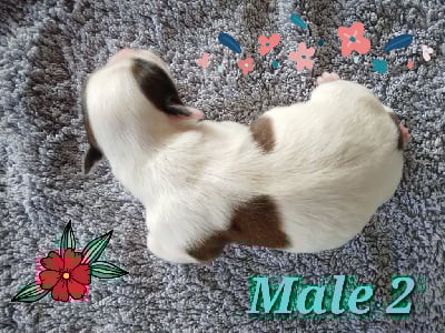 Les chiots de Bichon Havanais