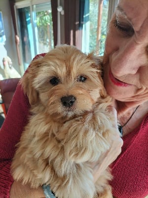Les chiots de Bichon Havanais