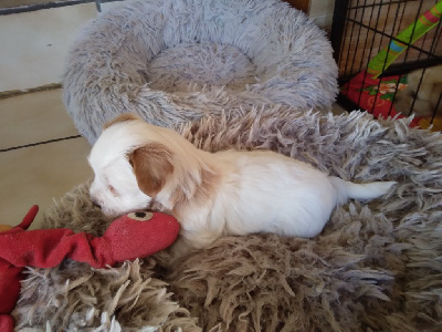 Les chiots de Bichon Havanais